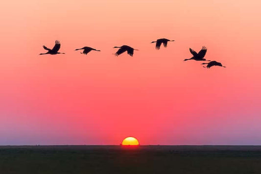 La-légende-des-oiseaux-d-été-Histoire-Traditionnelle-Innu Artisanat Autochtone