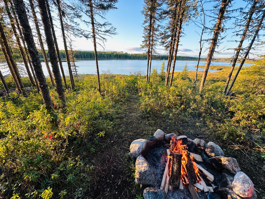 Ce que la forêt m'a appris que l'école ne m'a jamais enseigné : 8 leçons de vie