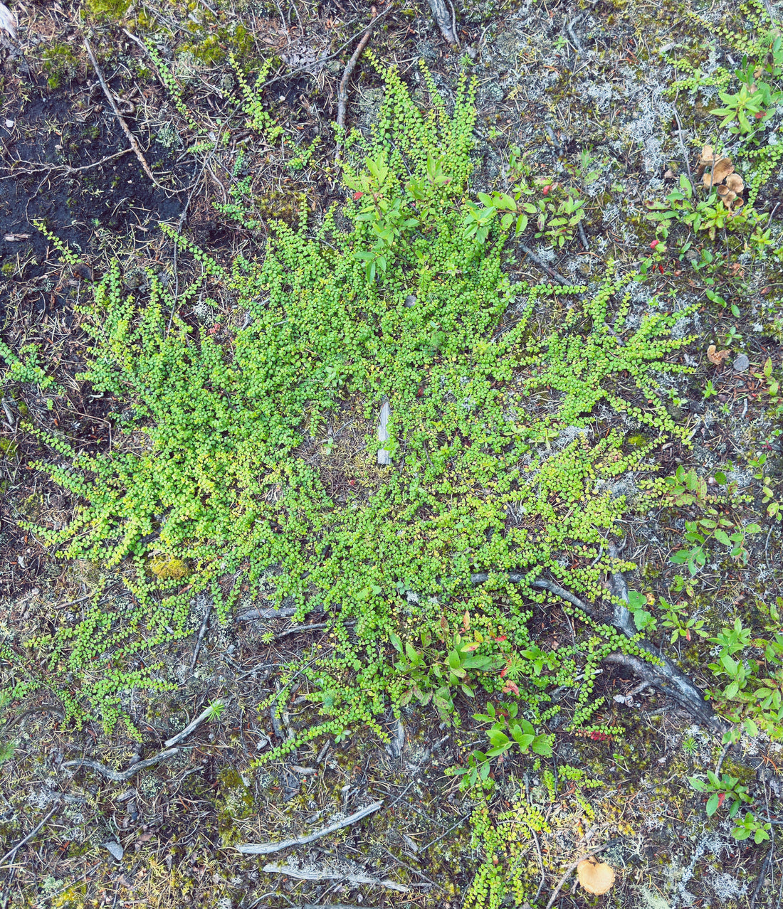 Petit thé des bois : la mystérieuse plante sauvage au goût de menthe
