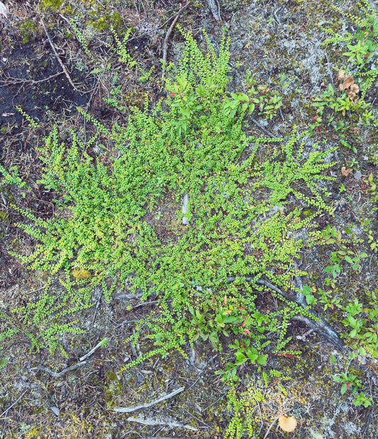 Petit thé des bois : la mystérieuse plante sauvage au goût de menthe
