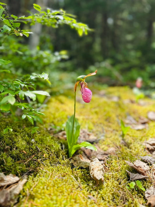 Sabot de la Vierge (cloche des bois) : la fleur sauvage que les Premiers Peuples respectaient pour sa rareté et sa beauté