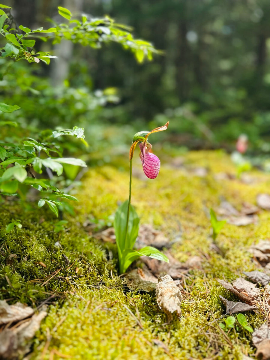 Sabot de la Vierge (cloche des bois) : la fleur sauvage que les Premiers Peuples respectaient pour sa rareté et sa beauté