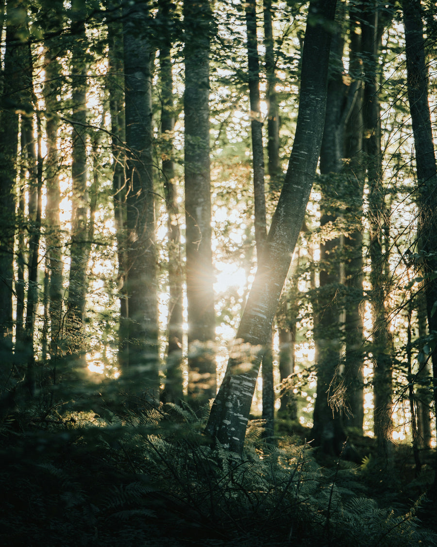 Signification spirituelle des arbres : 7 arbres et leur symbolique