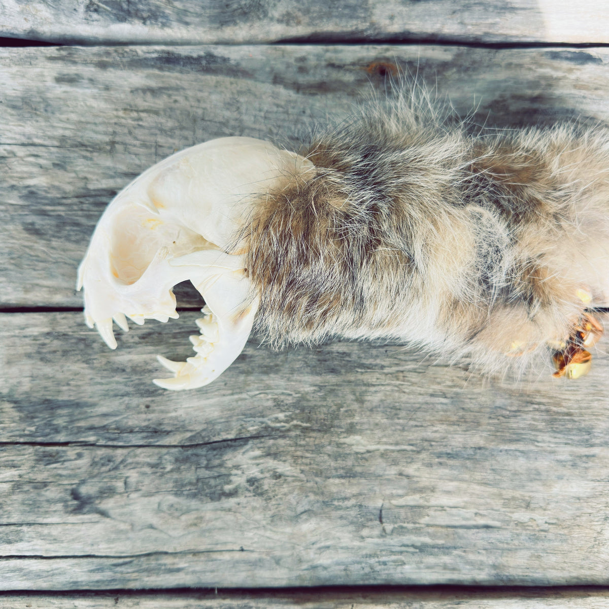 Side view of Indigenous ceremonial staff with lynx skull