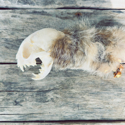 Side view of Indigenous ceremonial staff with lynx skull