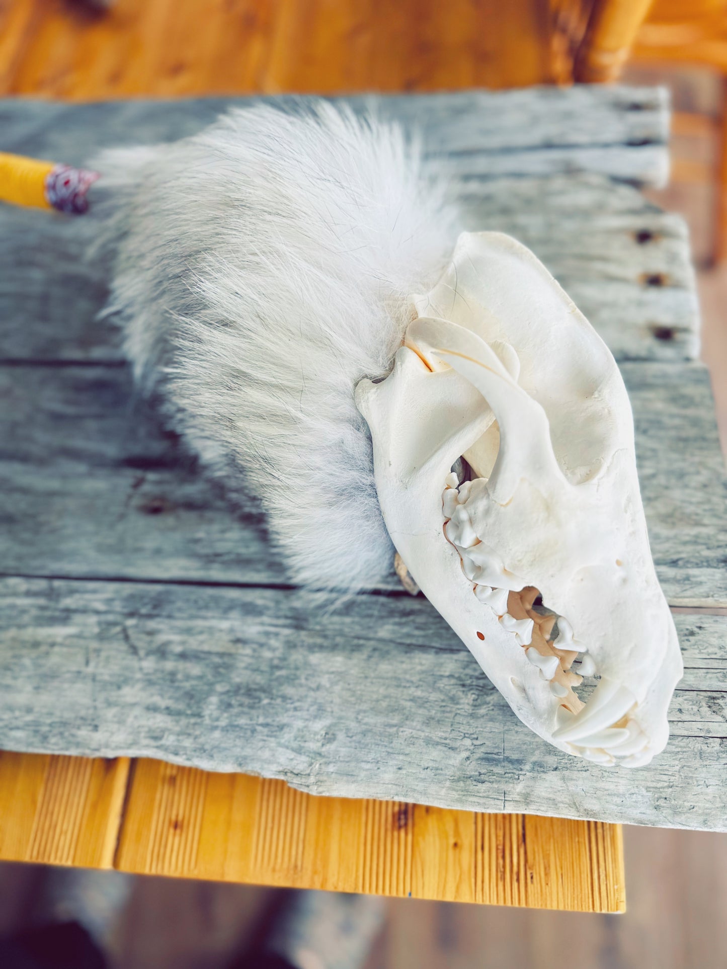 Bâton décoratif : crâne et fourrure de loup, cuir d’orignal
