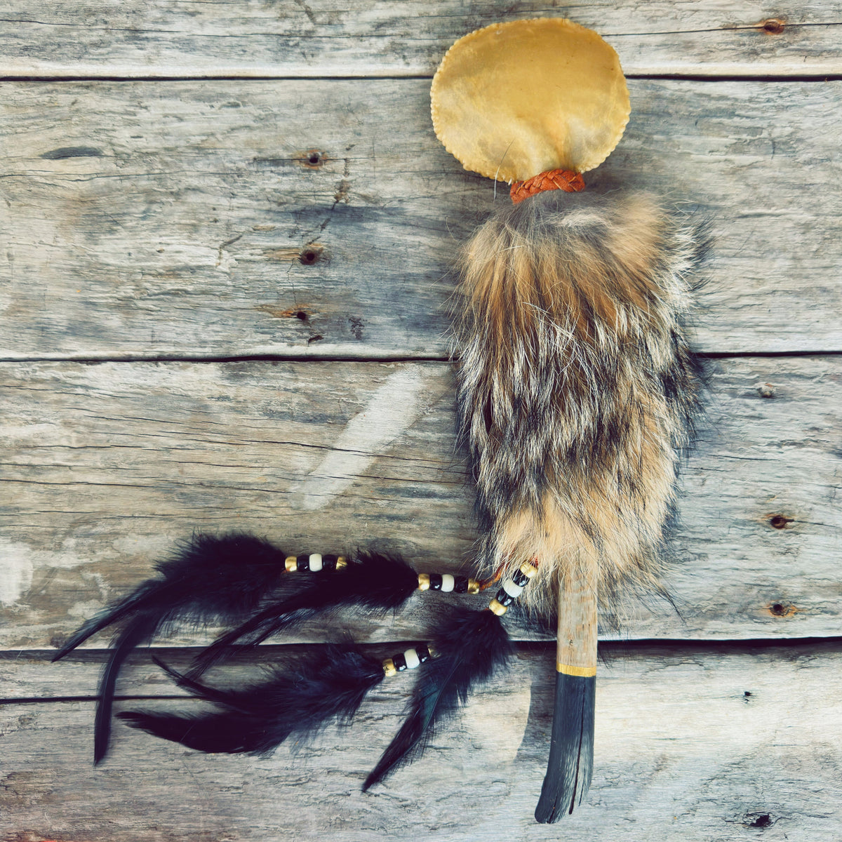 Grand hochet de cérémonie autochtone Gardien du Coyote, fabriqué à la main avec peau de cerf, fourrure de coyote, bois de grève du Piekuakami, cuir d'orignal et plumes naturelles par un artisan Ilnu.
