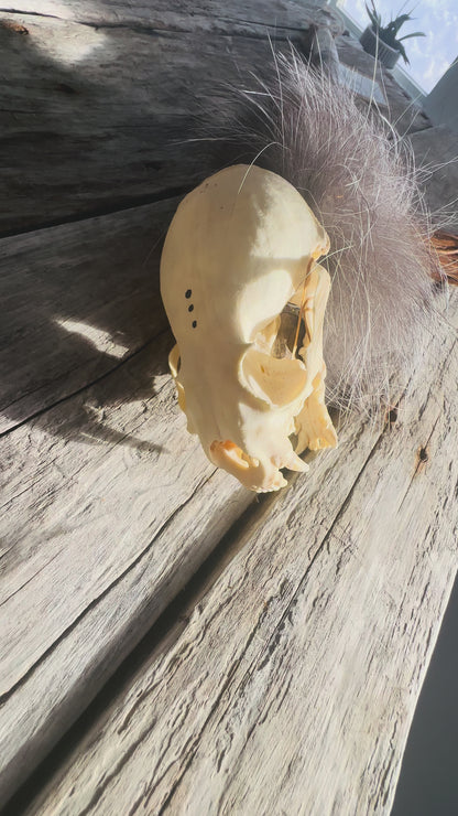 Zeremonienstab – „Der Schrei des Otters“ (einzigartiges, handgefertigtes Stück)